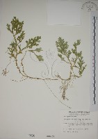 藏品(生根卷柏)的圖片