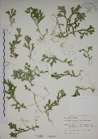 藏品(生根卷柏)的圖片