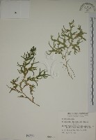 藏品(生根卷柏)的圖片