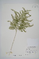 藏品(密葉卷柏)的圖片