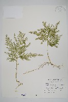 藏品(密葉卷柏)的圖片