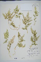 藏品(玉山卷柏)的圖片