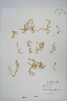 藏品(日本卷柏)的圖片