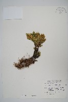 藏品(萬年松)的圖片