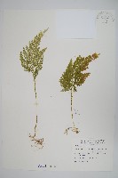 藏品(異葉卷柏)的圖片