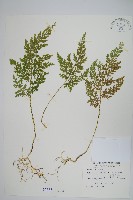 藏品(異葉卷柏)的圖片