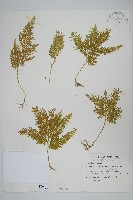 藏品(異葉卷柏)的圖片