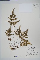 藏品(深山粉背蕨)的圖片