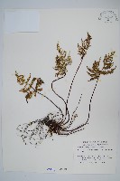藏品(擬長柄粉背蕨)的圖片