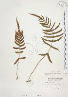 藏品(毛蕨)的圖片