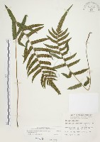 藏品(毛蕨)的圖片