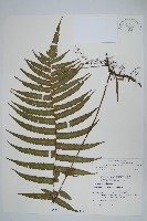 藏品(擬毛蕨)的圖片