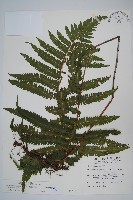 藏品(密毛毛蕨)的圖片