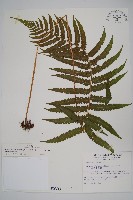 藏品(密毛毛蕨)的圖片