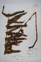 藏品(截葉金星蕨)的圖片