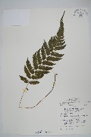 藏品(擬茯蕨)的圖片