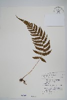 藏品(擬茯蕨)的圖片