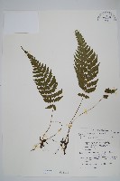 藏品(擬茯蕨)的圖片