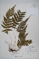 藏品(擬茯蕨)的圖片