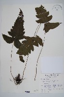 藏品(威氏聖蕨)的圖片