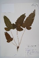 藏品(威氏聖蕨)的圖片