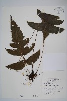 藏品(聖蕨)的圖片