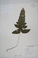 藏品(威氏聖蕨)的圖片