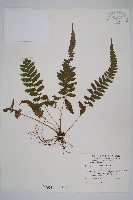 藏品(尾葉茯蕨)的圖片
