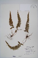藏品(尾葉茯蕨)的圖片
