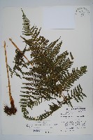 藏品(粗毛金星蕨)的圖片