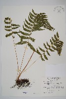 藏品(光葉凸軸蕨)的圖片