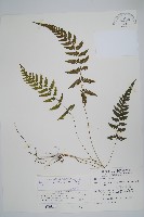藏品(烏來金星蕨、毛柄金星蕨)的圖片