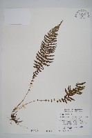 藏品(縮羽副金星蕨)的圖片