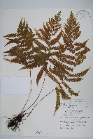 藏品(栗柄副金星蕨)的圖片