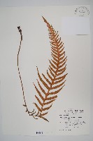 藏品(翅軸假金星蕨、短柄卵果蕨)的圖片