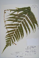 藏品(大葉毛蕨)的圖片