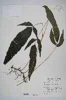 藏品(新月蕨)的圖片