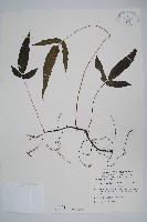 藏品(新月蕨)的圖片