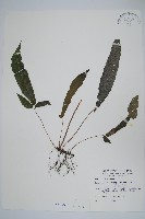 藏品(新月蕨)的圖片