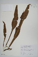 藏品(新月蕨)的圖片