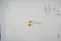 藏品(高山瓶爾小草、鈍頭瓶爾小草)的圖片