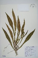 藏品(斜葉金星蕨)的圖片