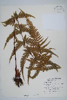 藏品(光囊紫柄蕨)的圖片