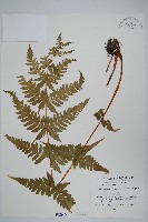 藏品(光囊紫柄蕨)的圖片