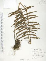 藏品(台灣毛蕨、台灣圓腺蕨)的圖片