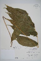 藏品(大羽葉新月蕨)的圖片