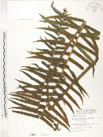 藏品(台灣毛蕨、台灣圓腺蕨)的圖片