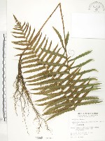 藏品(台灣毛蕨、台灣圓腺蕨)的圖片