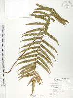 藏品(台灣毛蕨、台灣圓腺蕨)的圖片