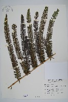 藏品(斜葉金星蕨)的圖片